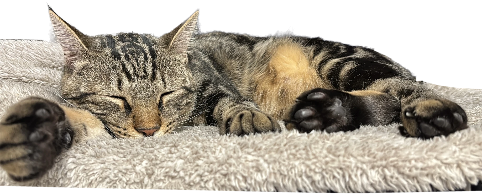 生成り色の毛布の上で、肉球をこちらに向けて眠るキジトラ猫のビビンバ