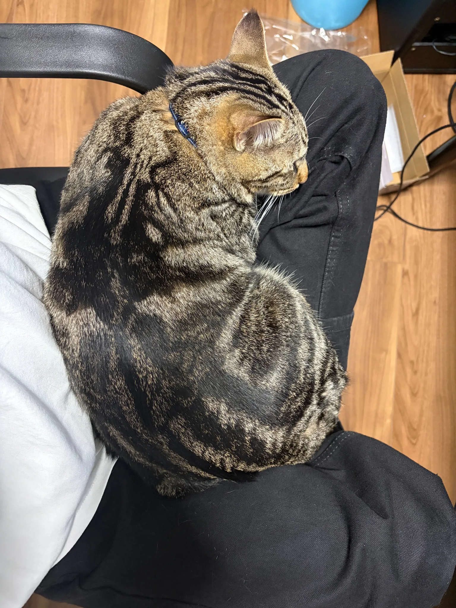 黒い服の膝の上で丸くなっているキジトラ猫のビビンバ