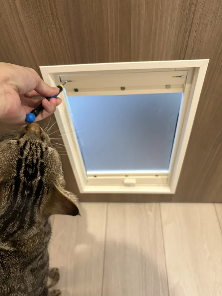 ドライバーでペットドア上部のネジを緩めているところ。すぐ横で猫が作業を見ている